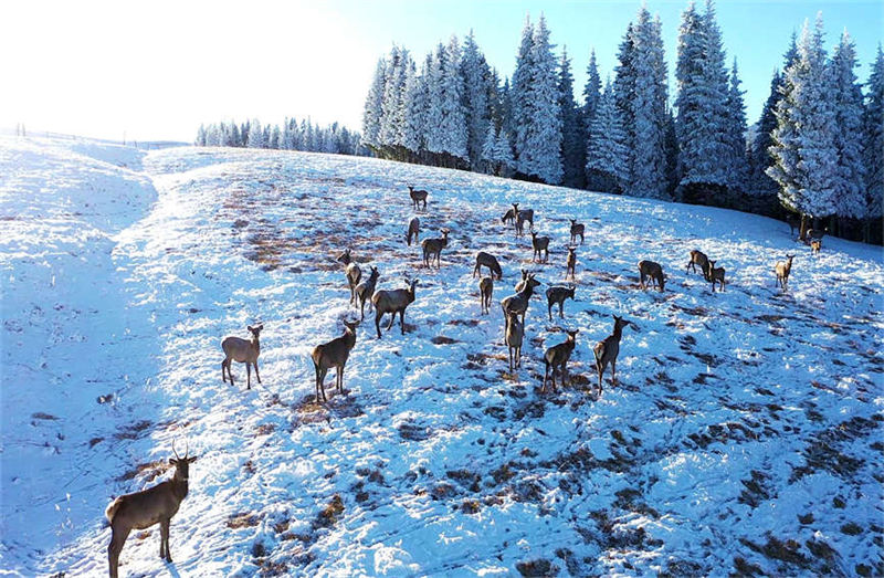 Xinjiang : les cerfs élaphes se promènent parmi les épicéas enneigés des monts Tian