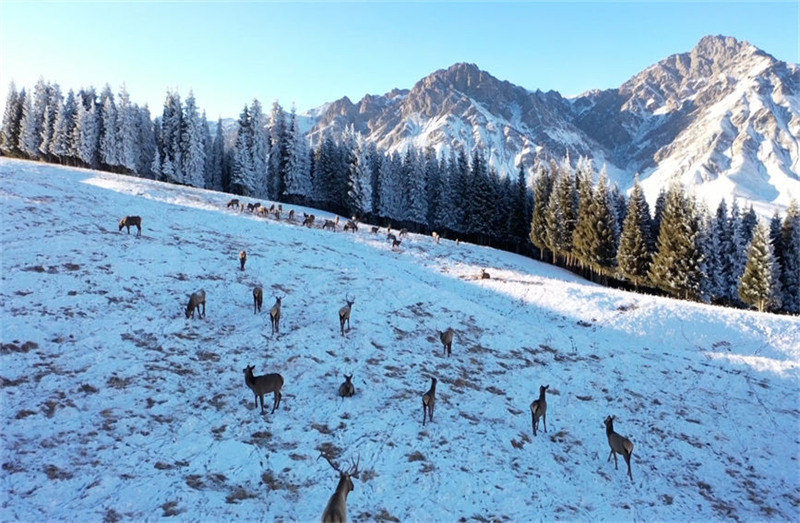 Xinjiang : les cerfs élaphes se promènent parmi les épicéas enneigés des monts Tian