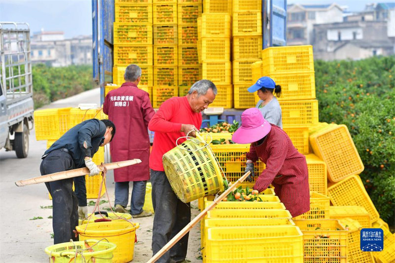 Guangxi : les paysans célèbrent une récolte exceptionnelle d'agrumes