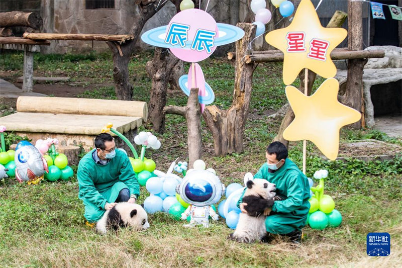 Chongqing : les jumeaux pandas géants ? Qizhen ? et ? Qibao ? rencontrent le public pour la première fois