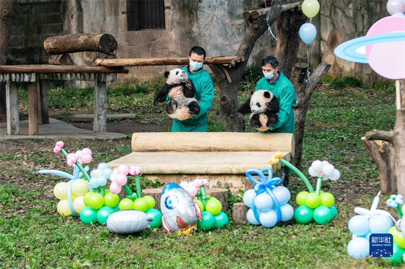 Chongqing : les jumeaux pandas géants ? Qizhen ? et ? Qibao ? rencontrent le public pour la première fois