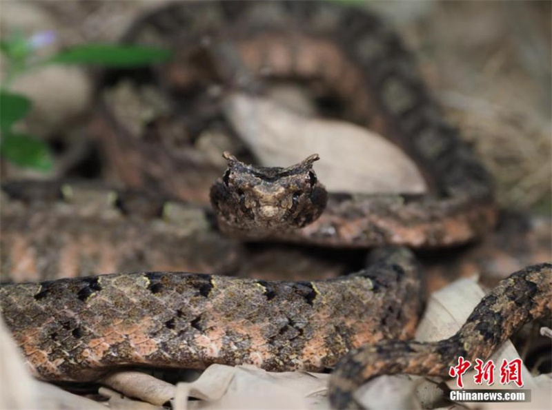 Découvrez la ? Banque de gènes biologiques naturels ? dans le Zhejiang