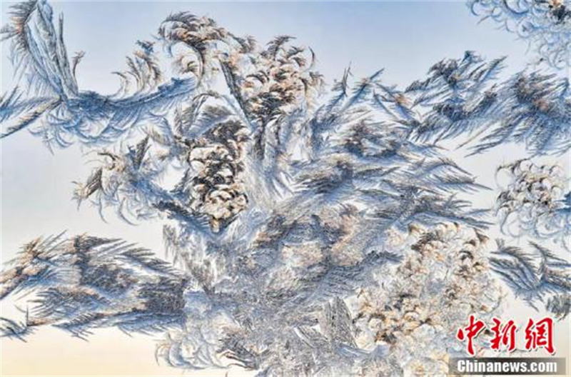 Les fleurs en glace de fenêtre du nord-est de la Chine : l'? art du papier découpé ? de la nature !