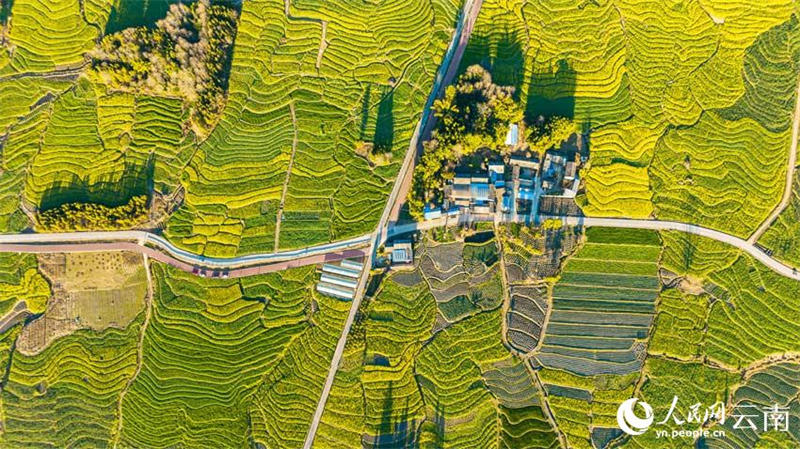 Yunnan : le ? grenier de Tengyue ? dans toute la beauté du printemps