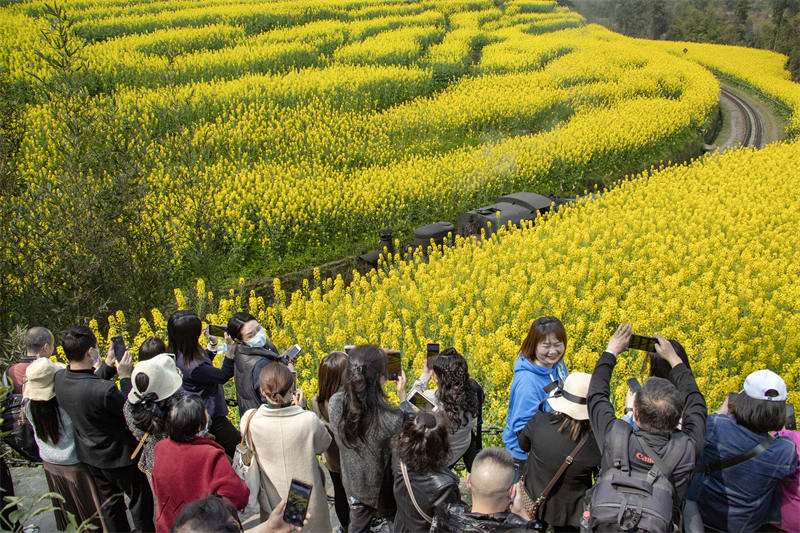 Sichuan : le petit train qui se dirige vers le printemps