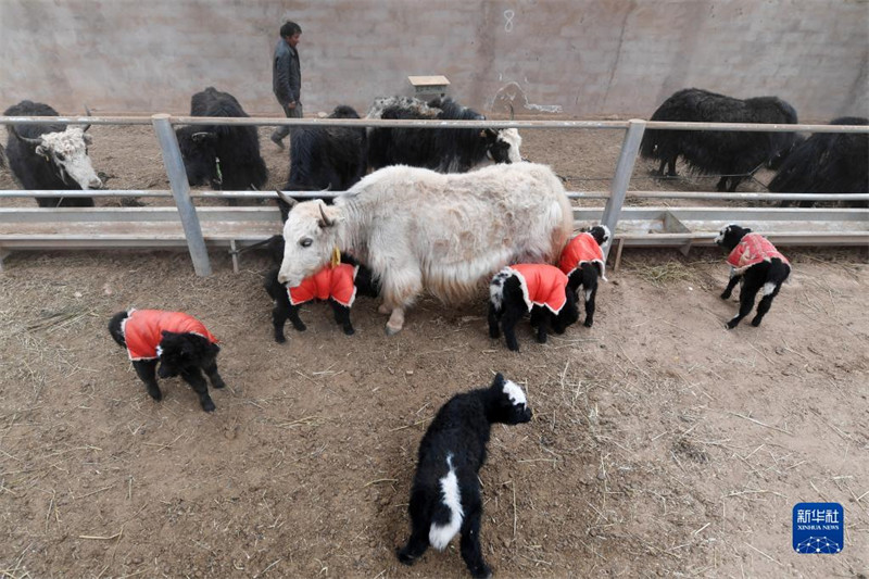 Les ? bébés ? yacks naissent en grand nombre sur le plateau du Qinghai