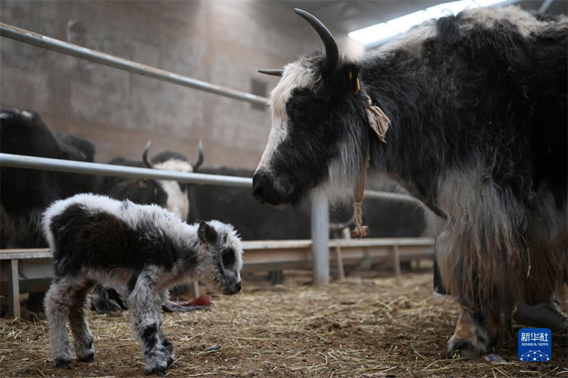 Les ? bébés ? yacks naissent en grand nombre sur le plateau du Qinghai