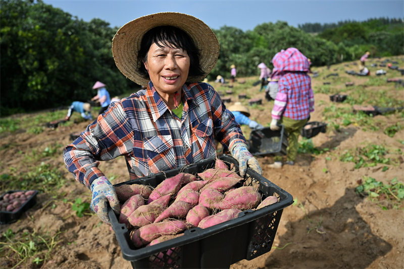 Les récoltes de printemps en Chine