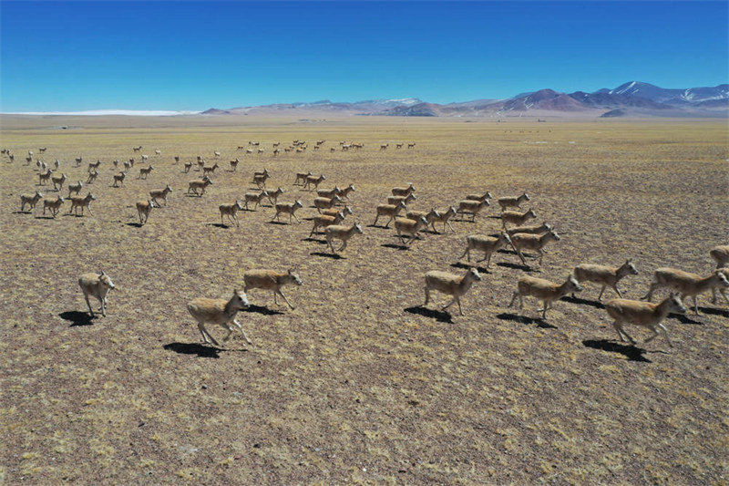 Une migration rare de 10 000 antilopes tibétaines au Tibet