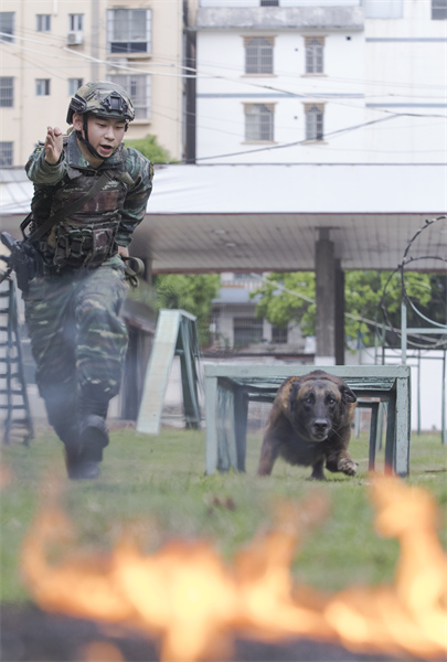 Guangxi : les formateurs de la police armée de Nanning effectuent un entra?nement intensif avec des chiens de police