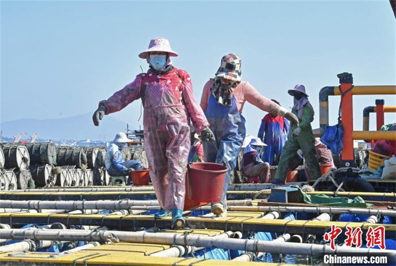 Fujian : la production bat son plein pendant la saison de la récolte des concombres de mer