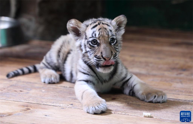 Une tigresse du Bengale accouche de quintuplés dans le parc animalier de Changlong à Guangzhou