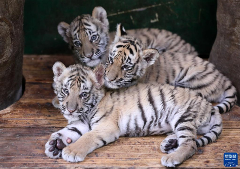 Une tigresse du Bengale accouche de quintuplés dans le parc animalier de Changlong à Guangzhou