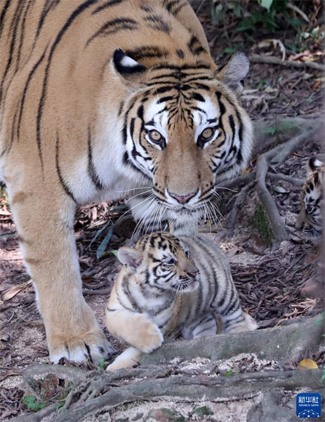 Une tigresse du Bengale accouche de quintuplés dans le parc animalier de Changlong à Guangzhou