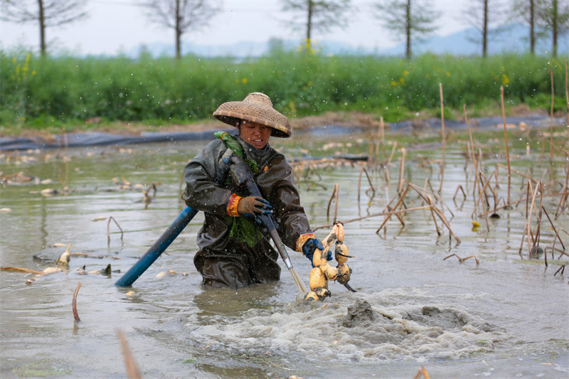 La récolte des racines de lotus biologiques à Ruichang, dans le Jiangxi