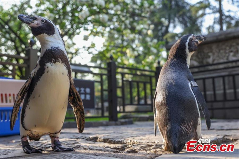 Jiangsu : les manchots de Humboldt profitent du soleil et des fleurs printanières à Nanjing