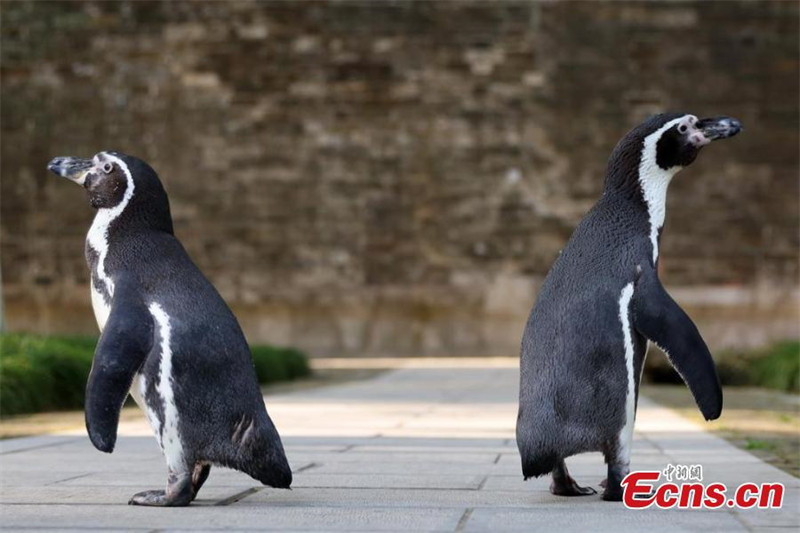 Jiangsu : les manchots de Humboldt profitent du soleil et des fleurs printanières à Nanjing