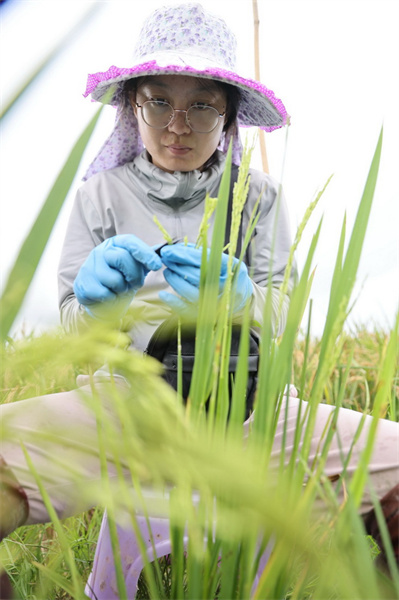 Hainan : en visite dans le laboratoire de semences de la baie de Yazhou à Sanya