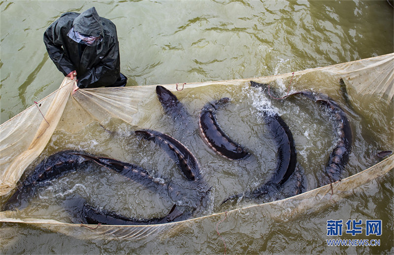 Des ? papas des poissons ? élèvent des espèces rares pour repeupler le Yangtsé