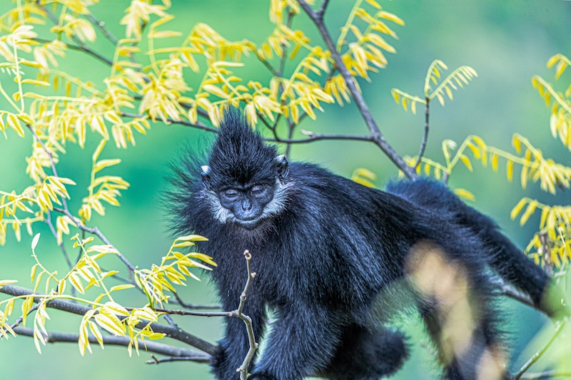 Chongqing : des langurs noirs profitent du soleil doux dans le mont Jinfo à Nanchuan