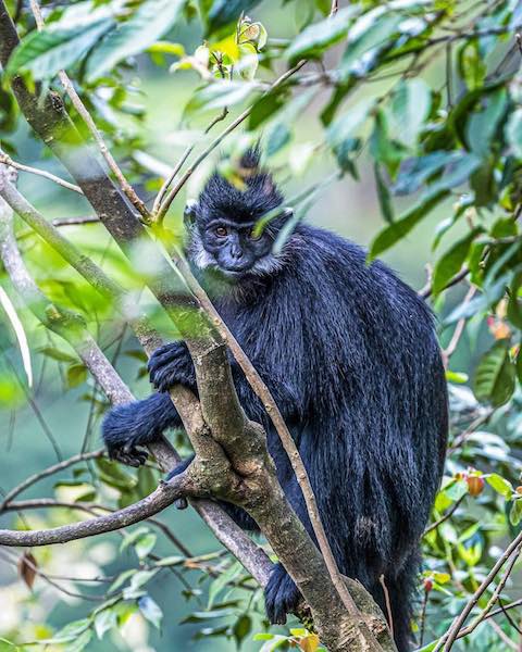 Chongqing : des langurs noirs profitent du soleil doux dans le mont Jinfo à Nanchuan