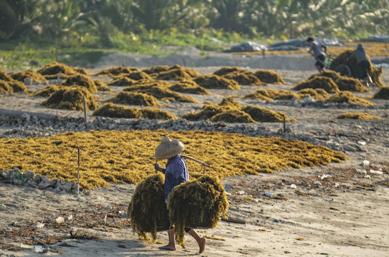 Hainan : le ramassage des sargasses sur les plages de Qionghai