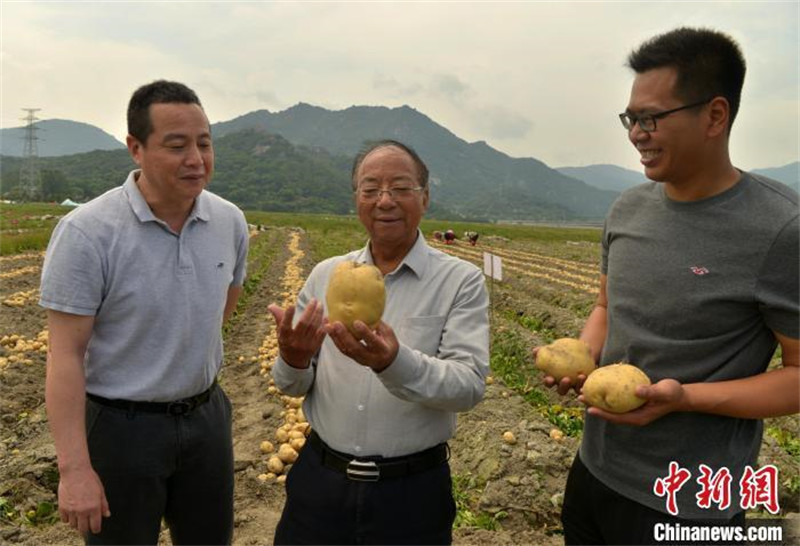 Le rendement de la nouvelle variété de pomme de terre ? Minshu n° 5 ? bat un record avec 3 692,8 kg par mu