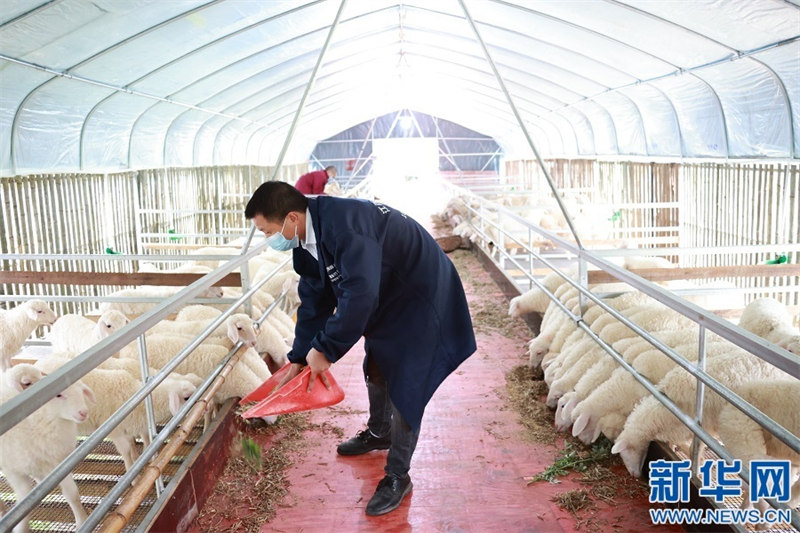 L'élevage des moutons donne un nouvel espoir d'enrichissement aux agriculteurs 