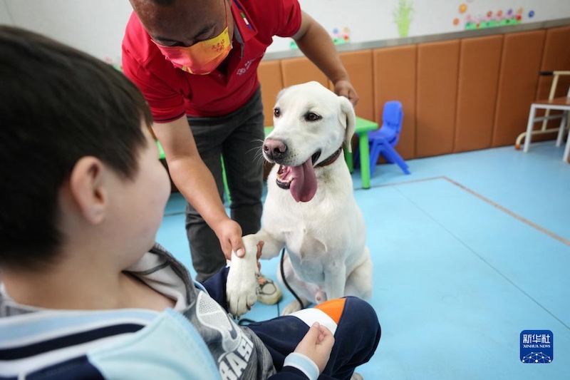 Les chiens d'aveugle réinsérés offrent des soins attentifs aux enfants autistes