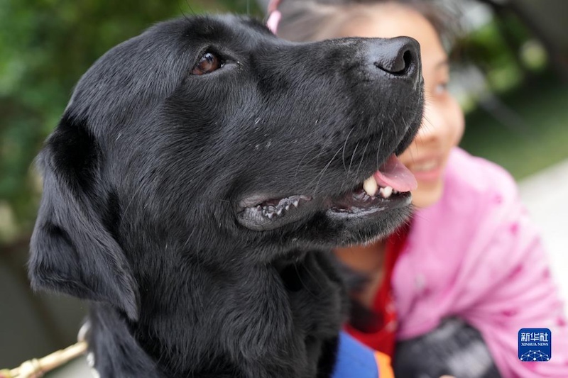 Les chiens d'aveugle réinsérés offrent des soins attentifs aux enfants autistes