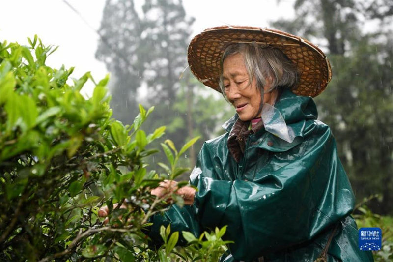 Fujian : une période de fabrication du thé bien occupée à Wuyishan