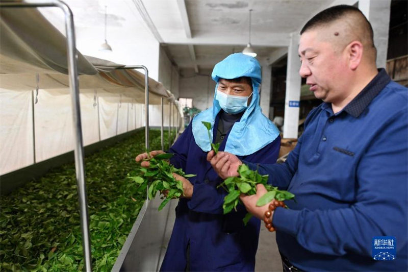 Fujian : une période de fabrication du thé bien occupée à Wuyishan