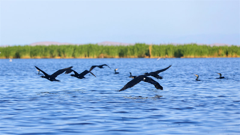 Xinjiang : les oiseaux aquatiques prospèrent dans les zones humides du lac Bosten