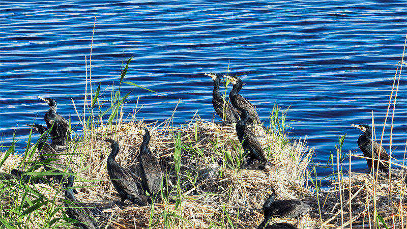 Xinjiang : les oiseaux aquatiques prospèrent dans les zones humides du lac Bosten