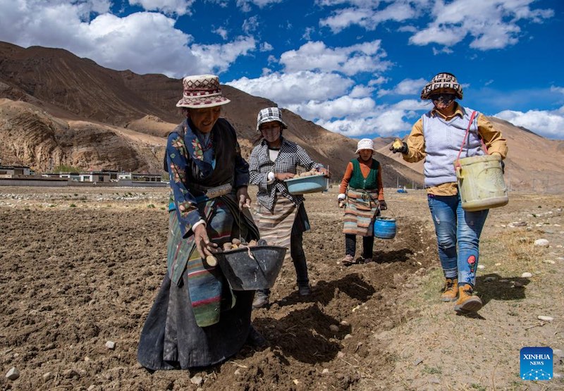 Les travaux agricoles de printemps commencent dans la commune administrative la plus proche du mont Qomolangma