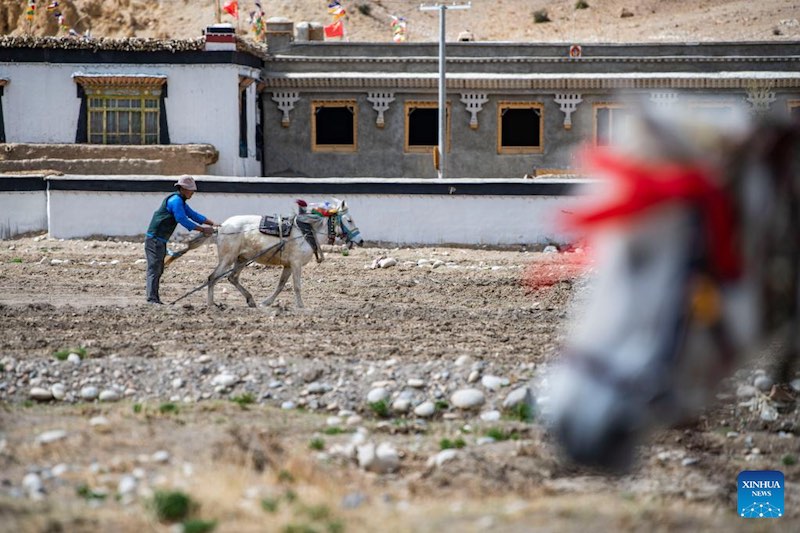 Les travaux agricoles de printemps commencent dans la commune administrative la plus proche du mont Qomolangma