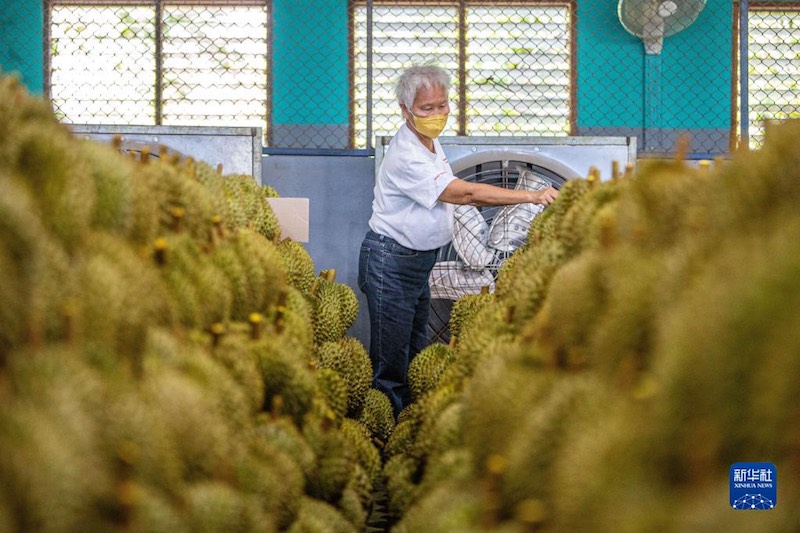 De plus en plus de Chinois peuvent déguster du durian tha? grace au RCEP