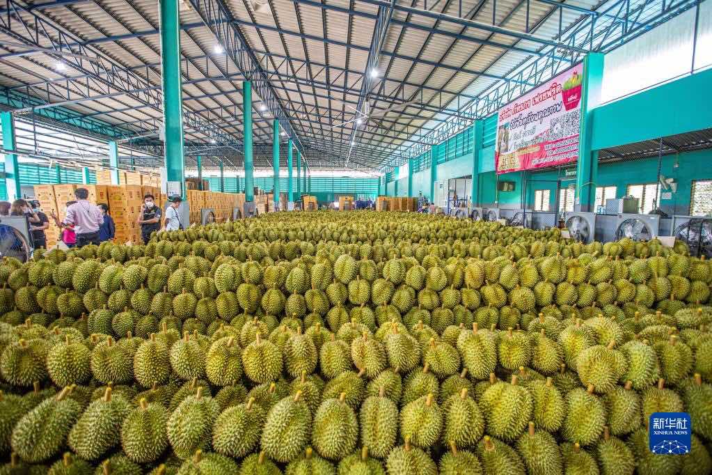 De plus en plus de Chinois peuvent déguster du durian tha? grace au RCEP