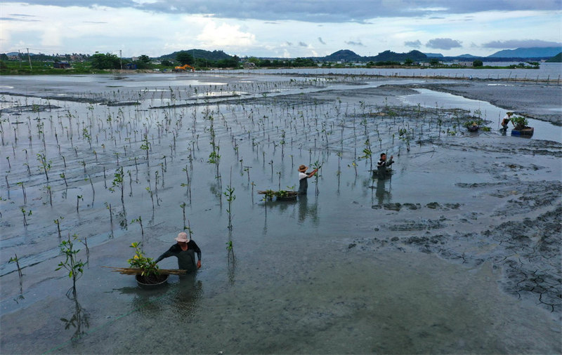 La province de Hainan reboise ses c?tes pour restaurer l'écologie