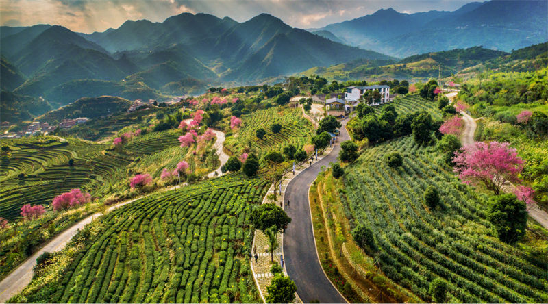 La production de thé d'Anxi ajoutée au patrimoine alimentaire et agricole de l'ONU