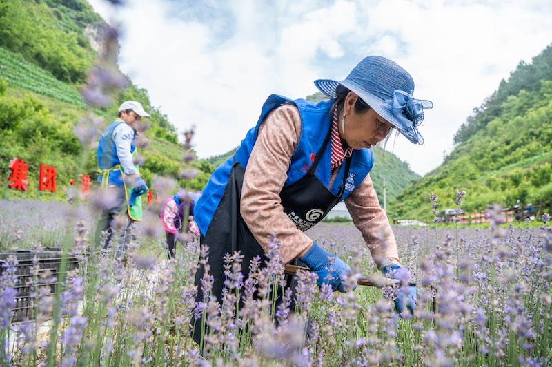 Guizhou: grace à la lavande plantée dans les villages de montagne, l'industrie des ar?mes enrichit les habitants