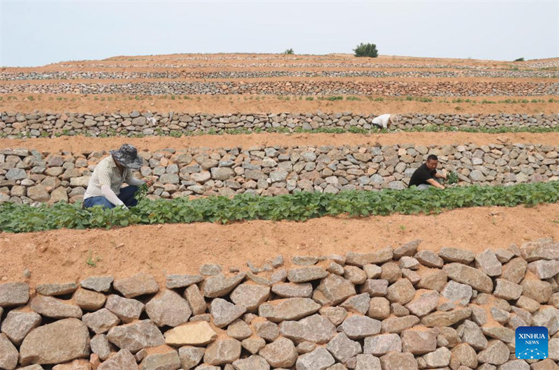 Hebei : la mise en place de l'aménagement des terres à Lulong