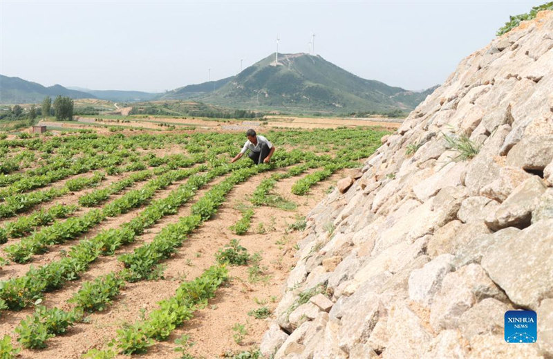 Hebei : la mise en place de l'aménagement des terres à Lulong