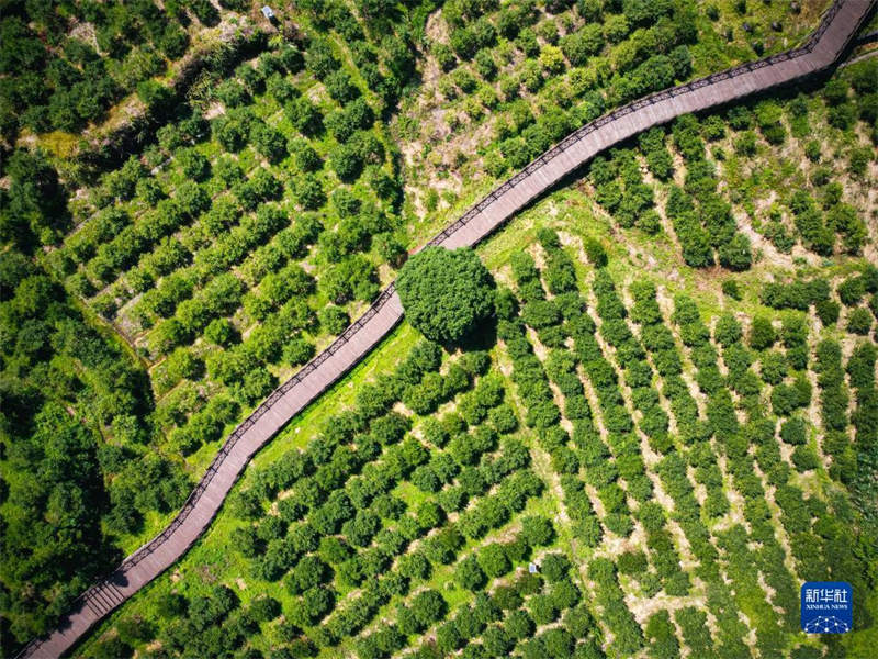 Zhejiang : l'industrie de l'huile de théier déborde de vitalité à Changshan