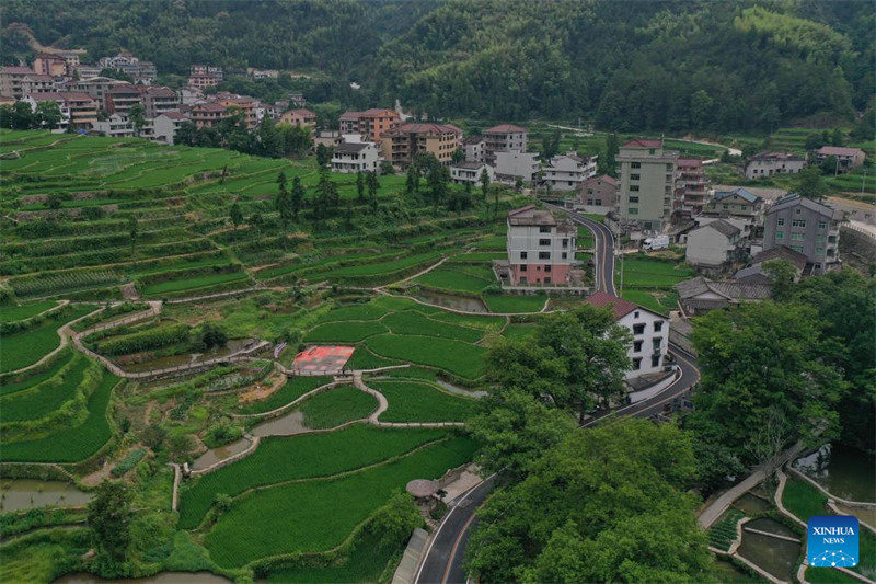 Le système de co-culture riz-poisson dans la province du Zhejiang