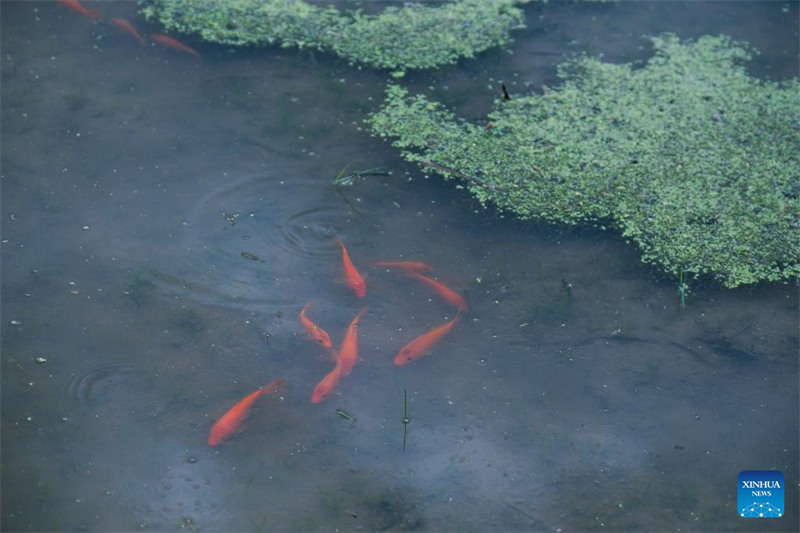 Le système de co-culture riz-poisson dans la province du Zhejiang