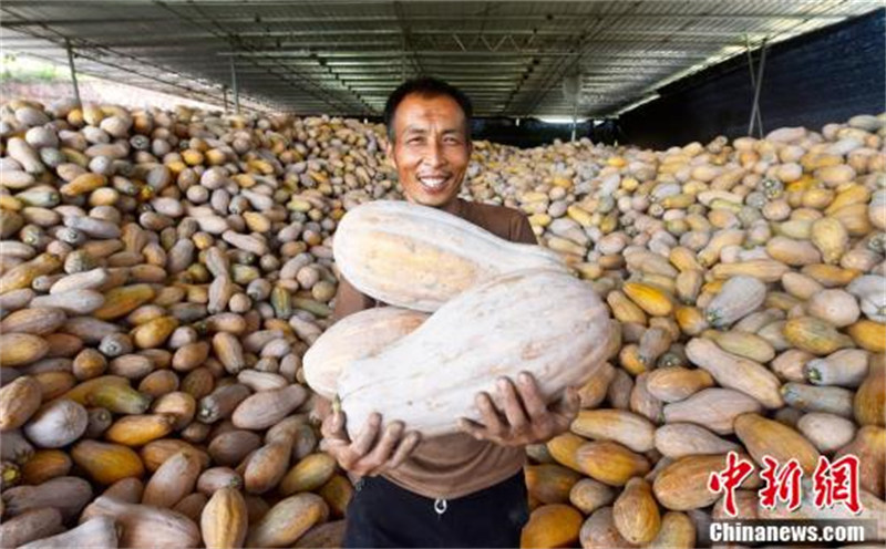 Chongqing : une riche moisson de citrouilles