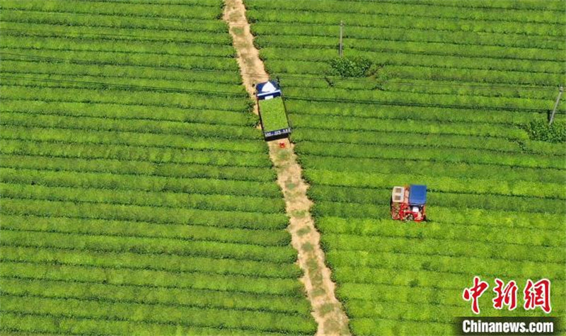 Jiangxi : des machines cueillent le thé en été dans un jardin de thé écologique