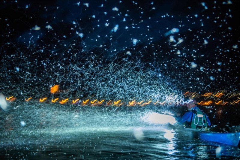 Les éphémères volent au-dessus du Danube en Hongrie, comme des flocons de neige dans la nuit