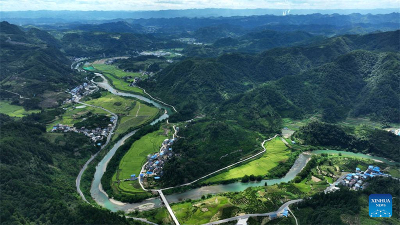 Guizhou : la récolte de semences de riz hybride à Qiandongnan